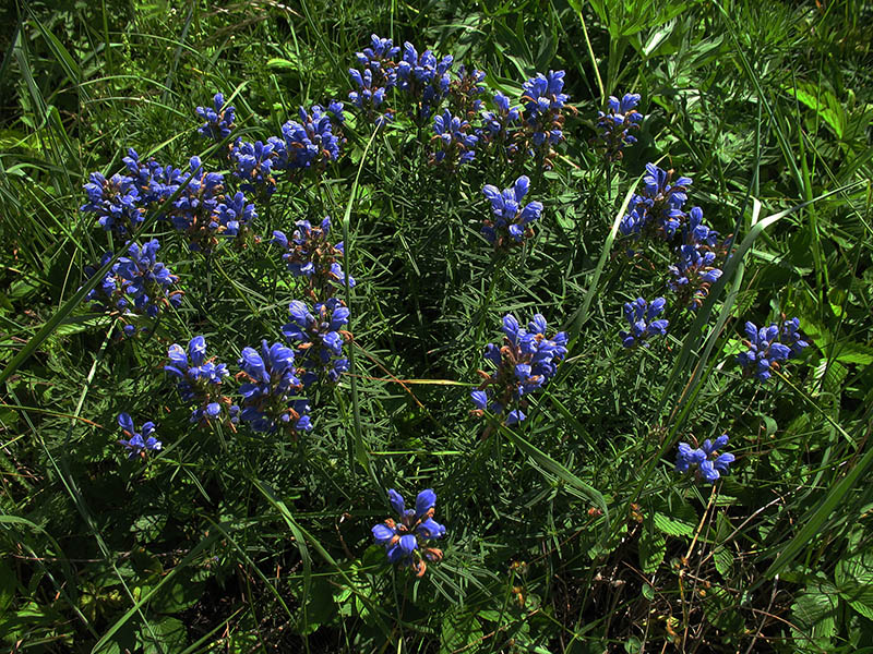 Image of Dracocephalum ruyschiana specimen.