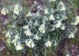 Onosma montana