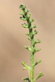 Achillea leptophylla