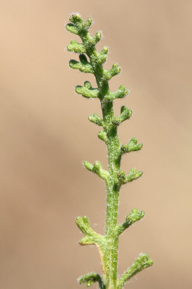 Изображение особи Achillea leptophylla.