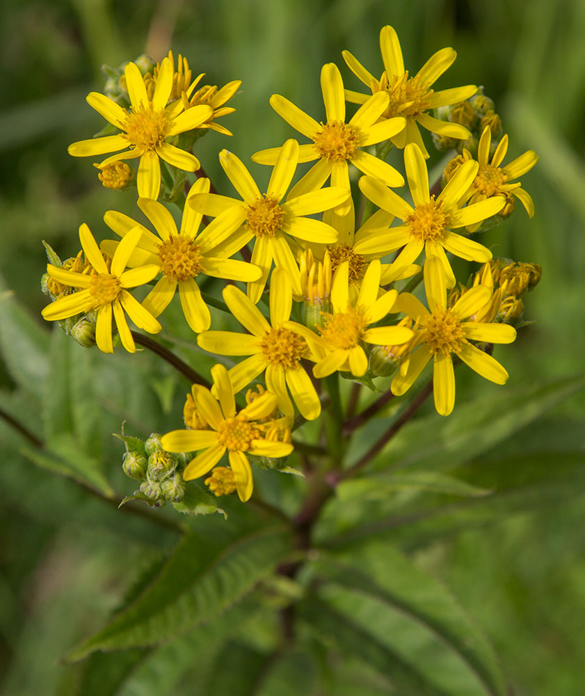 Image of Senecio nemorensis specimen.