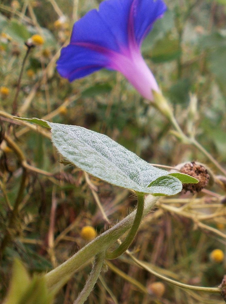 Изображение особи Ipomoea purpurea.