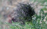 Pseudosophora alopecuroides