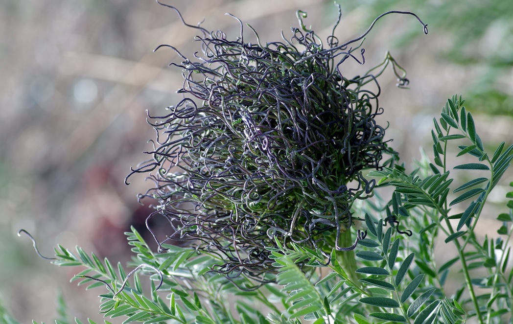 Изображение особи Pseudosophora alopecuroides.