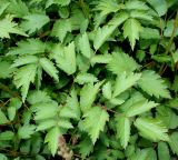 Astilbe chinensis variety davidii. Листья. Германия, г. Дюссельдорф, Ботанический сад университета. 03.07.2014.