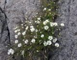 Cerastium alpinum