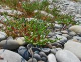 Salicornia perennans
