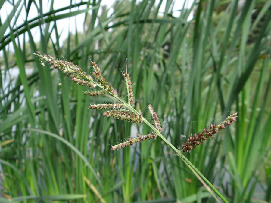 Image of Echinochloa crus-galli specimen.