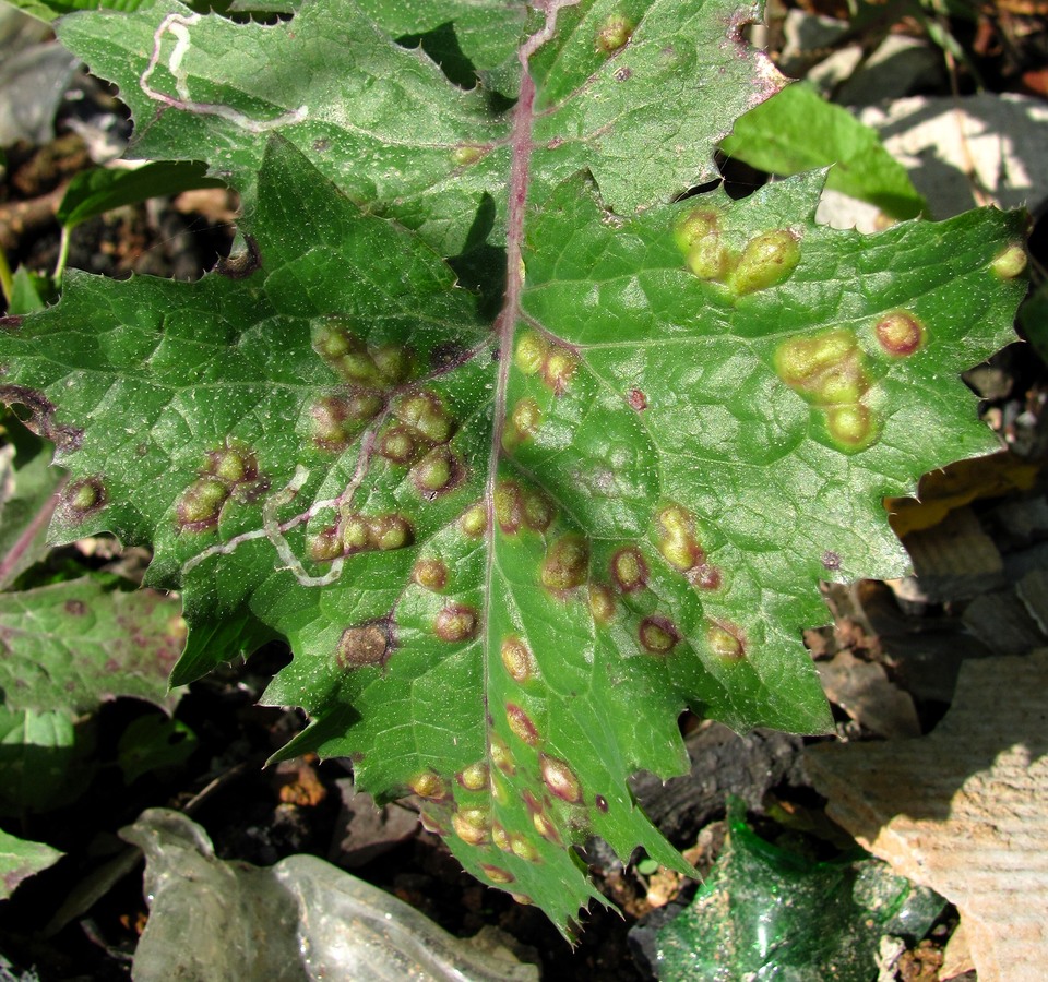 Изображение особи Sonchus oleraceus.