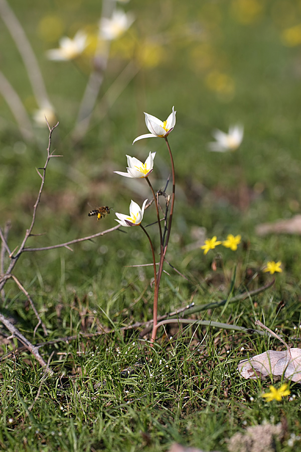 Изображение особи Tulipa buhseana.