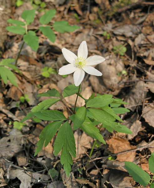 Изображение особи Anemone nemorosa.