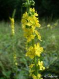 Agrimonia eupatoria ssp. grandis