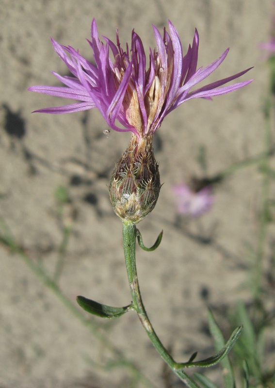 Image of Centaurea majorovii specimen.