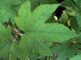 Filipendula camtschatica