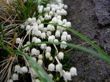 Cassiope lycopodioides