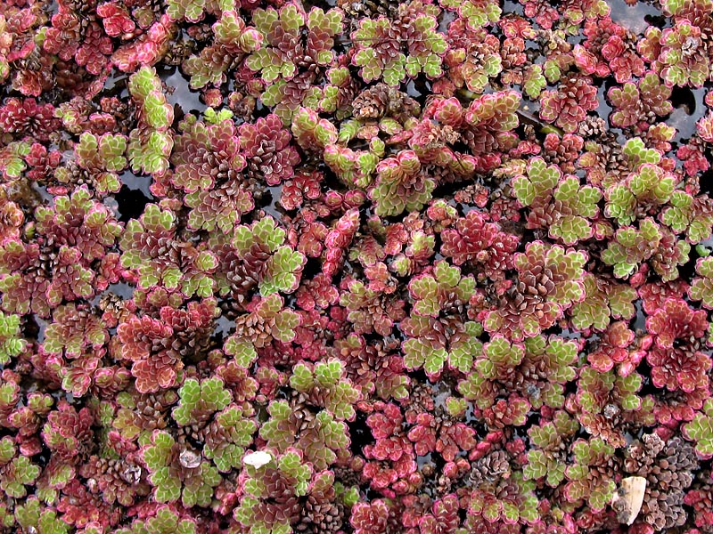 Изображение особи Azolla filiculoides.