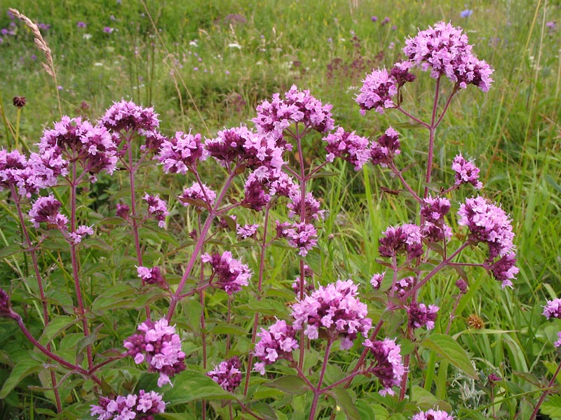 Image of Origanum vulgare specimen.