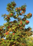 Sorbus sibirica. Крона плодоносящего дерева. Томская обл., окр. г. Томск, заброшенный садовый участок. 09.09.2009.