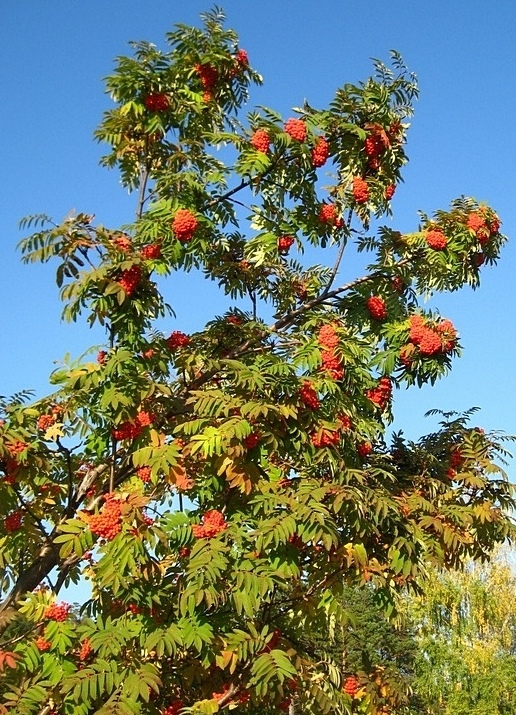 Изображение особи Sorbus sibirica.