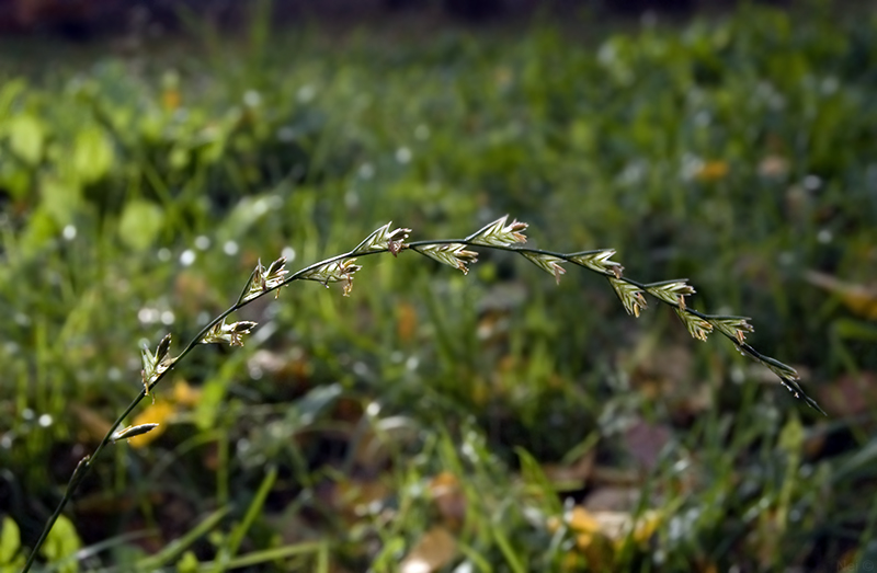 Изображение особи Lolium multiflorum.