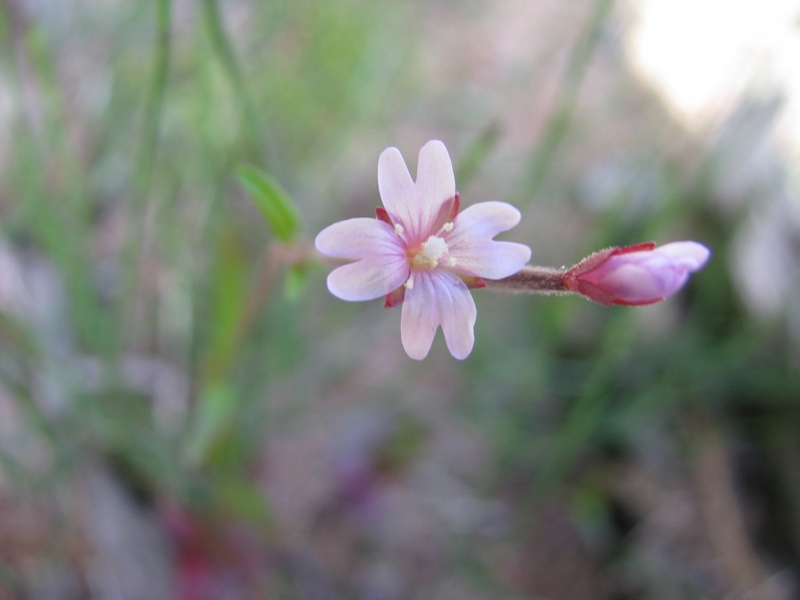 Image of Epilobium palustre specimen.