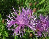 Centaurea jacea. Соцветия. Респ. Коми, окрестности Сыктывкара, долина реки Вычегды, обочина дороги. 04.08.2009.