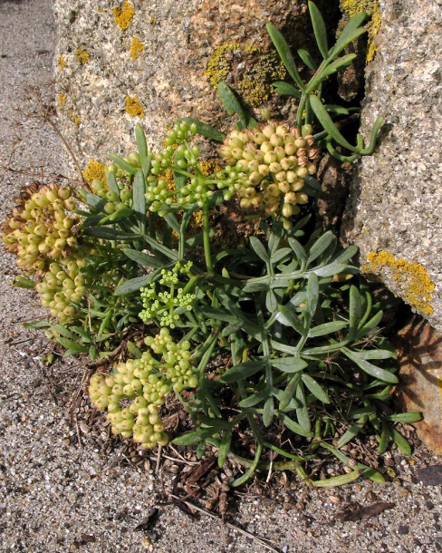 Изображение особи Crithmum maritimum.