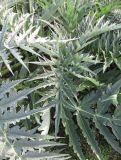 Cynara scolymus