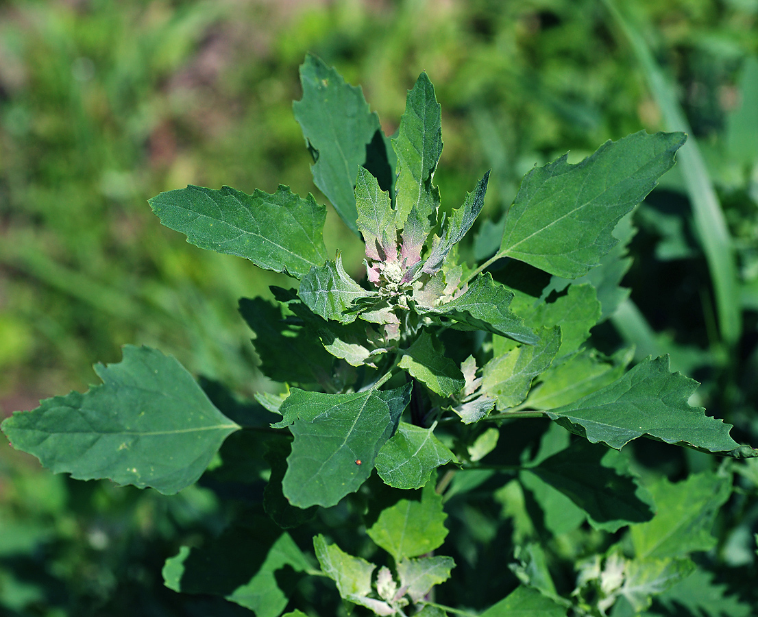 Изображение особи Chenopodium album.