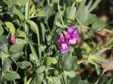 Lathyrus japonicus подвид pubescens. Верхушка цветущего растения. Архангельская обл., Онежский р-н, Белое море, остров Кий, песчаный пляж. 11.06.2014.