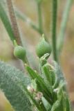 Camelina microcarpa