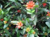 Burchellia bubalina. Часть цветущего растения. Австралия, г. Брисбен, ботанический сад. 24.10.2015.