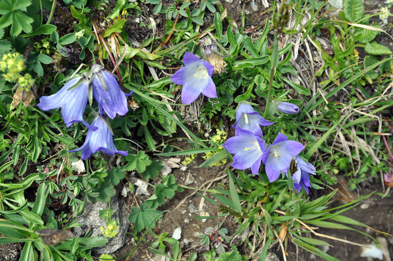 Image of Campanula biebersteiniana specimen.