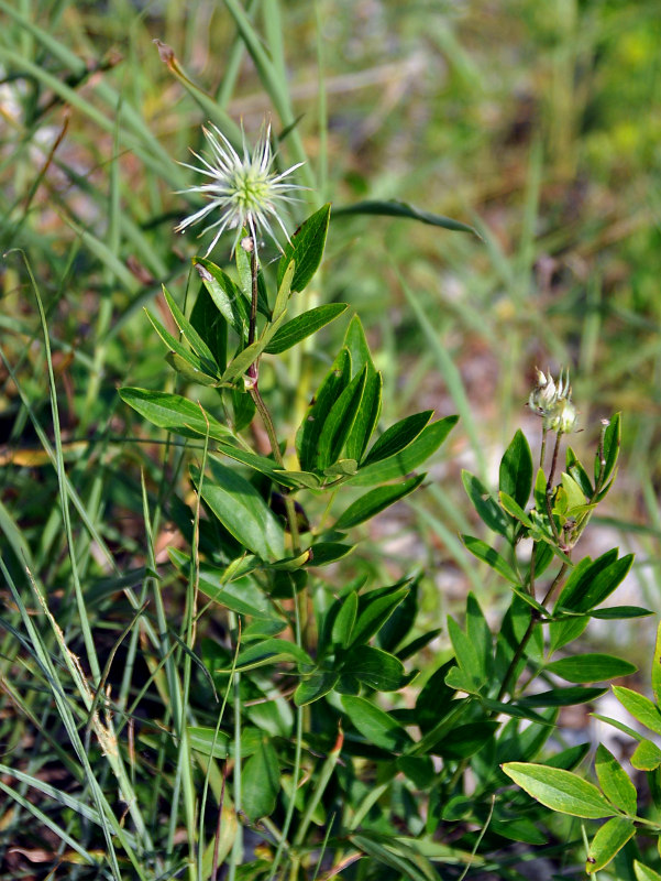 Изображение особи Clematis hexapetala.