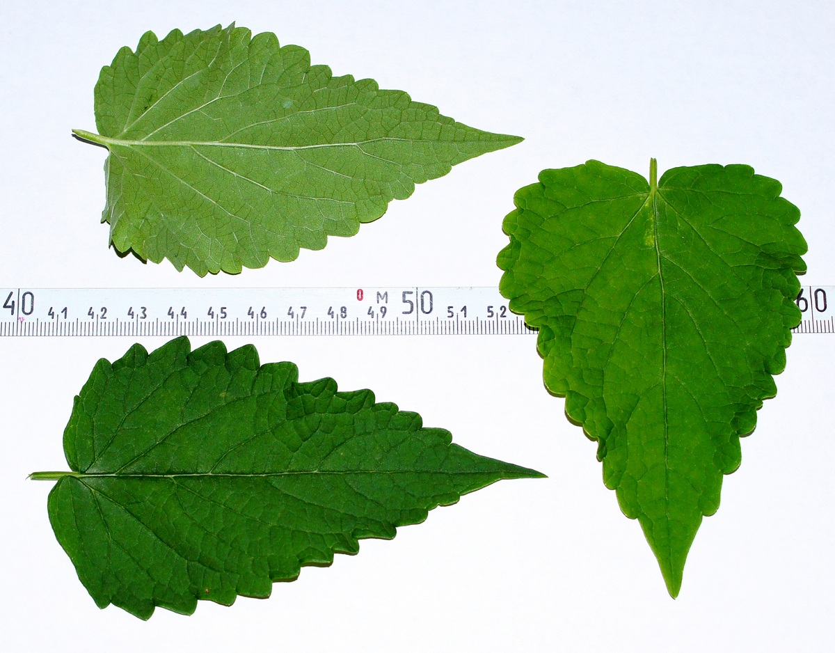 Image of Agastache rugosa specimen.