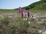 Polygala cretacea