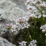 Gypsophila tenuifolia