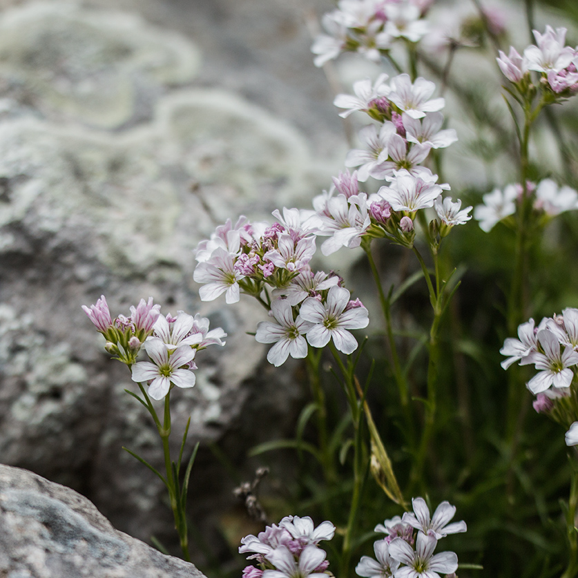 Изображение особи Gypsophila tenuifolia.