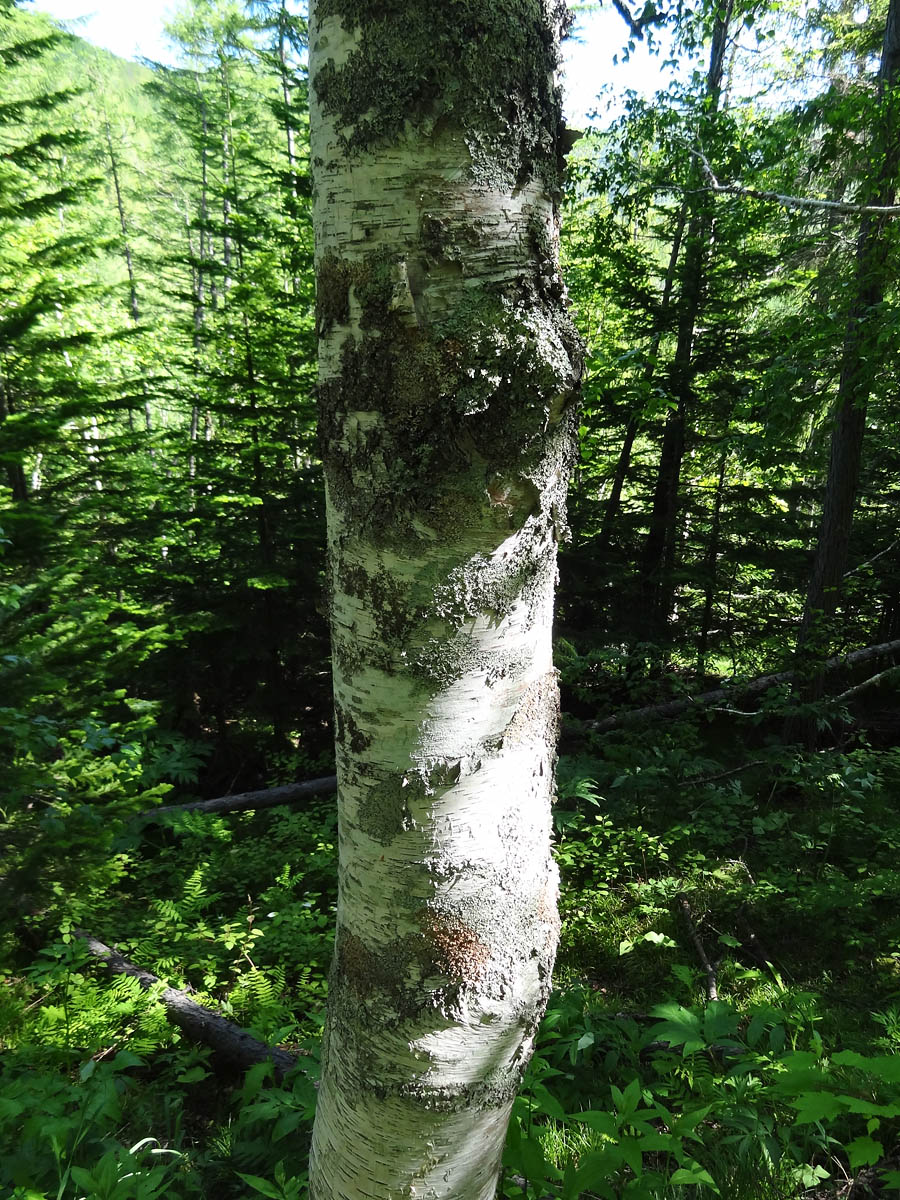 Изображение особи Betula ermanii.