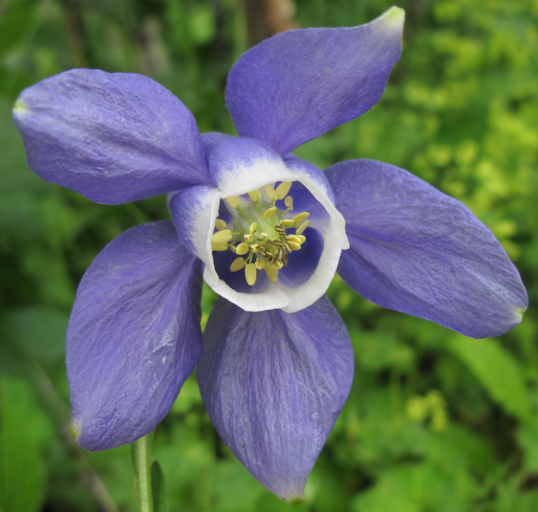Изображение особи Aquilegia olympica.