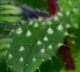 Melanortocarya obtusifolia