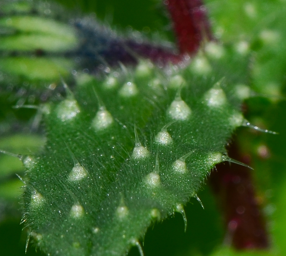 Image of Melanortocarya obtusifolia specimen.