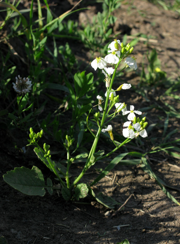 Изображение особи Raphanus raphanistrum.