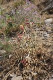 Ungernia sewerzowii. Цветущее растение. Южный Казахстан, горы Алатау (Даубаба), северный макросклон, ~1550 м н.у.м. 04.07.2014.