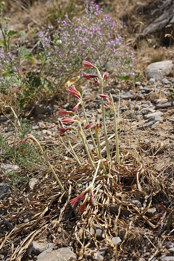 Image of Ungernia sewerzowii specimen.