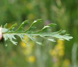 Senecio jacobaea. Лист. Кыргызстан, Нарынская обл., правый берег р. Нарын, окр. с. Таш-Булак. 09.07.2015.