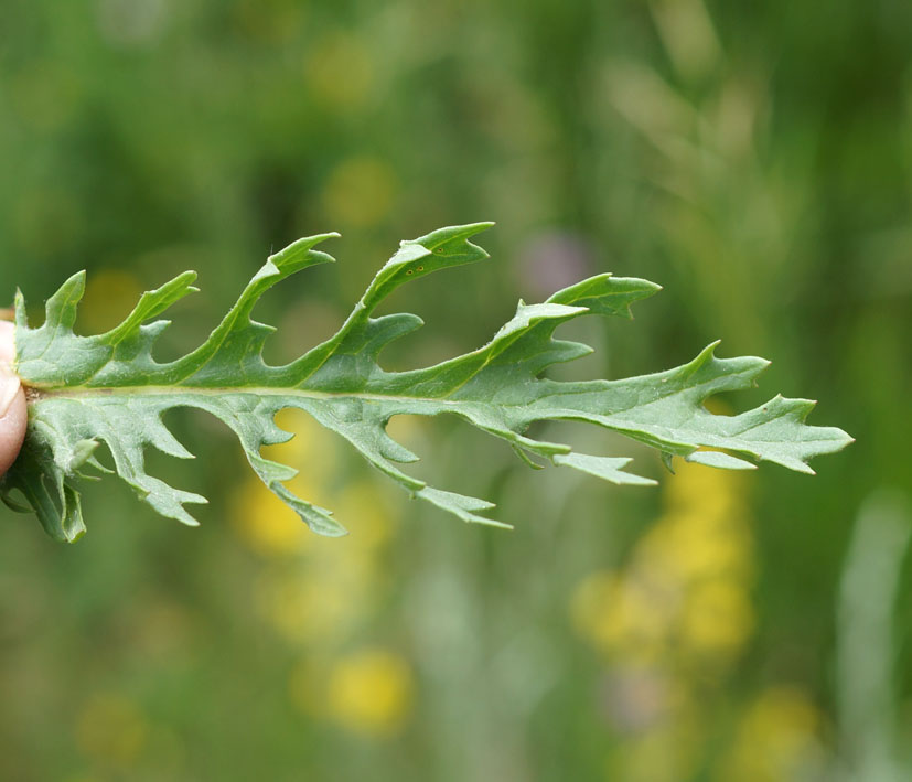 Image of Senecio jacobaea specimen.