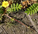 Potentilla anserina