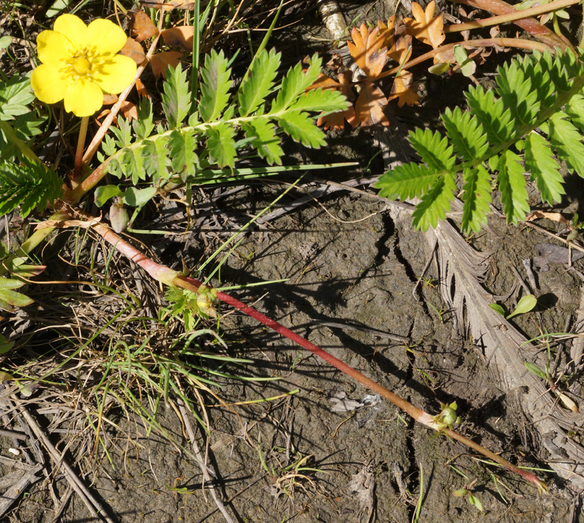 Изображение особи Potentilla anserina.