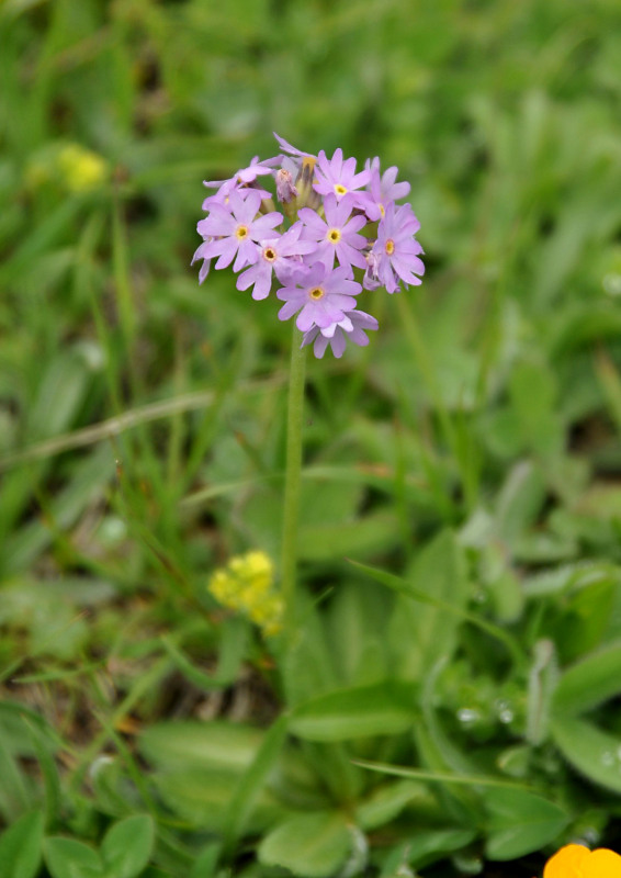 Изображение особи Primula algida.
